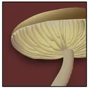 Lameshyménophores lamellés.