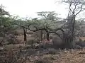 La gazelle girafe a la particularité de se nourrir là ou aucune autre antilope ne peut aller, à 3 mètres au-dessus du sol, dressée sur ses longues pattes arrière, le corps et le cou tendu à la verticale.