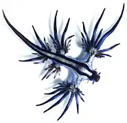 Glaucus atlanticus