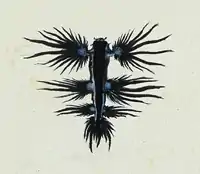 Glaucus atlantique, dragon bleu ou hirondelle de mer, 1777