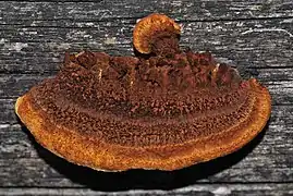 Gloeophyllum sepiarium, un Gloeophyllales