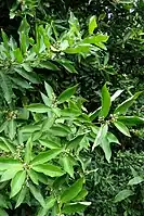 Glycosmis pentaphylla (plante-hôte)