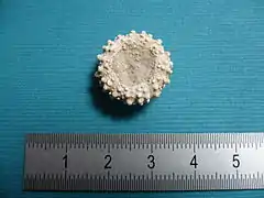 Glypticus hieroglyphicus récolté à Charmes-la-Côte, vue orale.