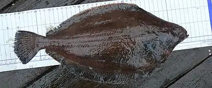 Glyptocephalus stelleri.