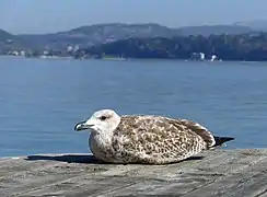 Un goéland leucophée juvénile sur le ponton de la plage du Bourget-du-Lac.