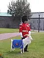 Une chèvre, mascotte du Royal 22e Régiment (Québec).