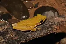 Polypedates leucomystax de couleur dorée