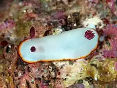 Goniobranchus sinensis