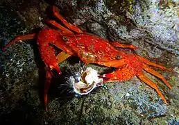 Gonioinfradens paucidentatus