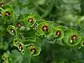 Les glandes à nectar de Euphorbia x, un hybride entre E. amygdaloides, dont il tient la forme (glandes normalement verte jaunâtre), et E. characias (dont les glandes sont normalement noires)