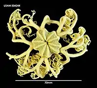 Gorgonocephalus chilensis