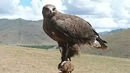 Fauconnerie à Gorkhi-Terelj