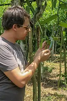 Gousses de vanille sur son pied.