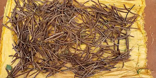 "faux kinkéliba" - Senna occidentalis - delete or move this pictureGousses à graines sur un tapis au Bénin