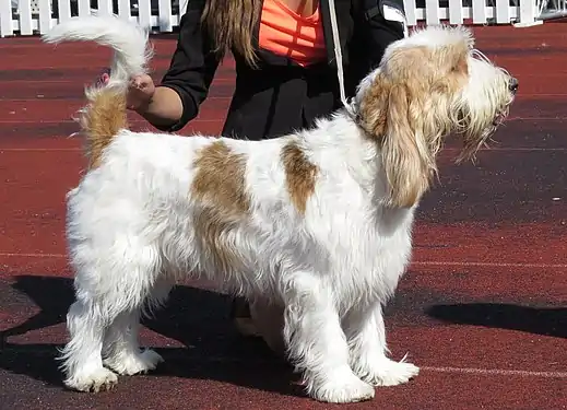 Grand basset griffon vendéen