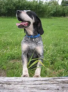 Grand bleu de Gascogne.