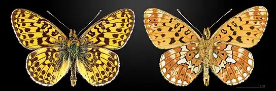 Boloria (Clossiana) euphrosyne, le Grand collier argenté