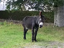 L'âne grand noir du Berry, en 2007.