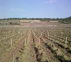 Image illustrative de l’article Montrachet (AOC)