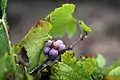 Grappillon, ou verjus, de gamay non arrivé à maturité