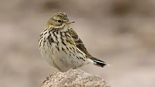 Pipit farlouse.