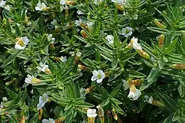 Fleurs de Gratiole officinale.