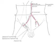 Vue antérieur de l'abdomen, montrant les repères de surface pour les artères et le canal inguinal.