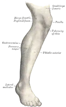 Reliefs musculaires de la jambe