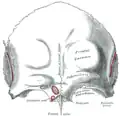 Vue de face du crâne humain, le foramen supra-orbitaire est la première légende à droite (Supraorbital foramen).