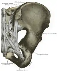 Articulations du pelvis. Vue postérieure.
