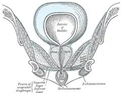 Coupe coronale de la partie antérieure du bassin, à travers l'arcade pubienne. Vu de face.