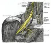 Le plexus brachial droit et ses collatérales, vue de face.