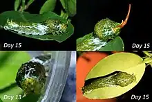 Chenille de Papilio memnon au 3ème stade, imitant une fiente d'oiseau et déployant son osmeterium (en haut à droite)