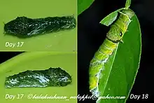 Chenille au stade 4 et 5