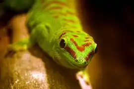 Phelsuma dubia