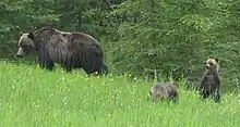 Un ours grizzly et deux oursons dans le pays de Kananaskis