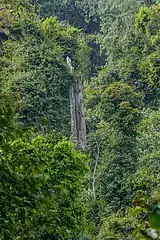 Un grand arbre dans la réserve naturelle de Bururi. Juin 2022.