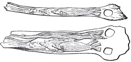 Bâtons de commandement ornés, Grotte de Montgaudier.