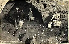 La culture des champignons dans le passé