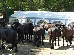 Plusieurs chevaux de Mérens dont la robe noire est décolorée en roux.