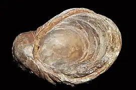 Gryphaea arcuata.