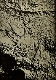 Rhinocéros laineux.