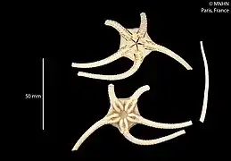 Gymnophiura mollis (MNHN).