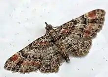 Gymnoscelis rufifasciata  (Haworth, 1809)