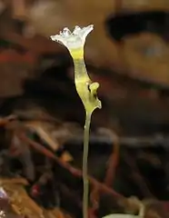 Gymnosiphon bekensis.