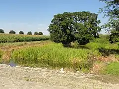 Mare-abreuvoir dite la mare à laver en bas du village.