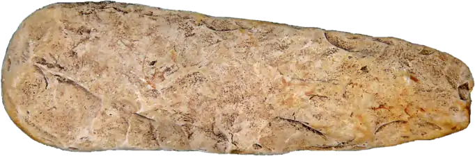 Hache en pierre partiellement polie : la phase de façonnage est encore perceptible.