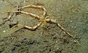 Actinostephanus haeckeli, une Actinodendronidae