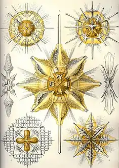 Acantharians (Retaria : Radiolaria)