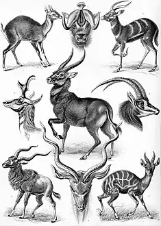 100. Antilopinae; Antilope.